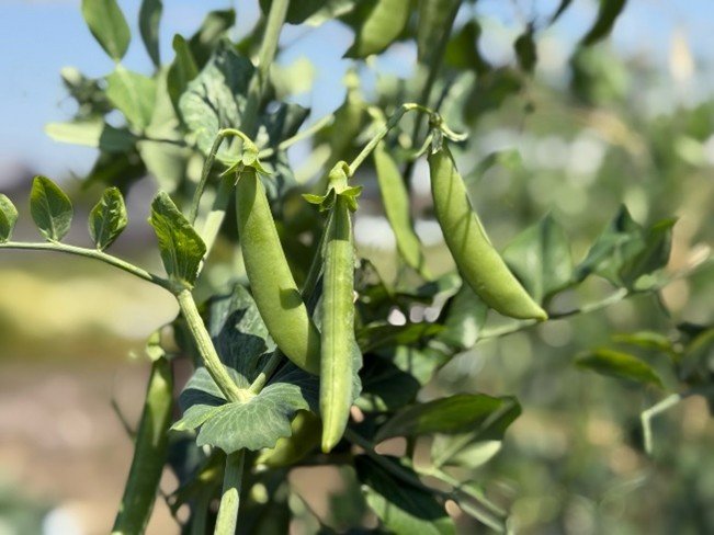 スナップエンドウ