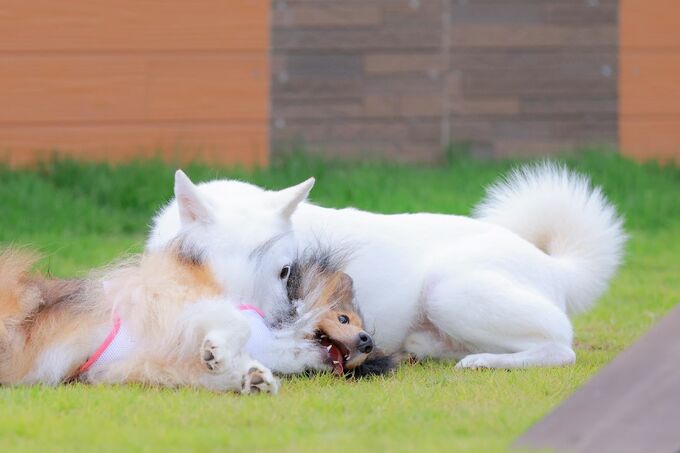 ドッグランで遊ぶ犬
