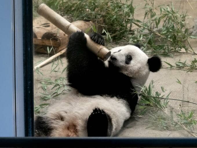 竹筒を持つパンダ