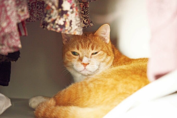 愛猫「ここがボクの隠れ家です」