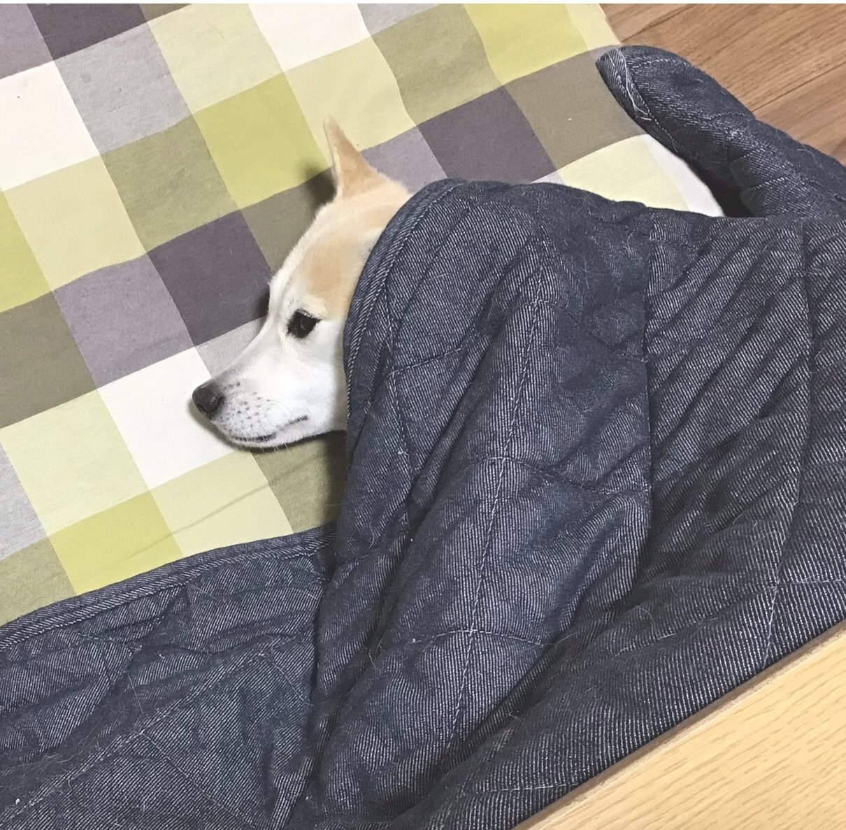 こたつで暖を取る犬。だけど「絶対にこたつに入らない時間」があった