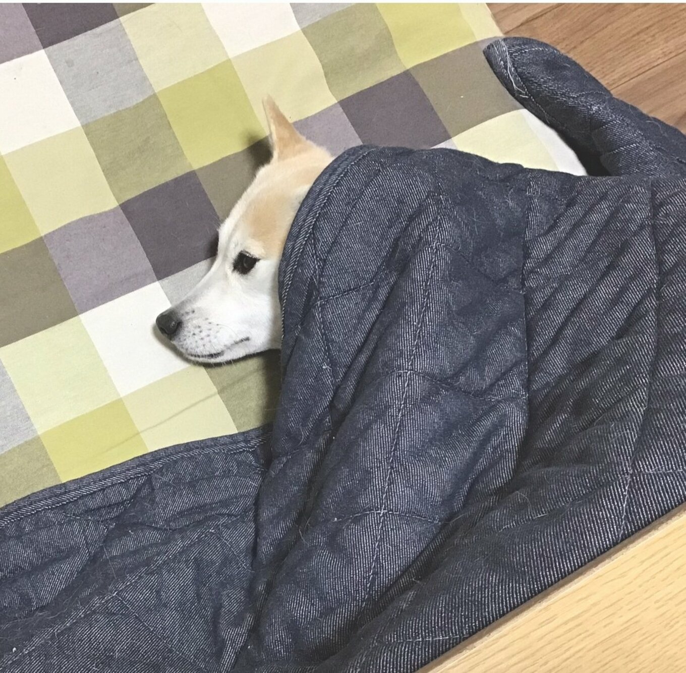 [写真](1ページ目)こたつで暖を取る犬。だけど「絶対にこたつに入らない時間」があった | ESSEonline（エッセ オンライン）