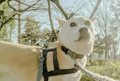 グイグイわんことお散歩したら…まさかの迷子！＜保護犬マンガ＞