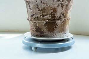 鉢植えは、キャスターつき台にのせて移動しやすく