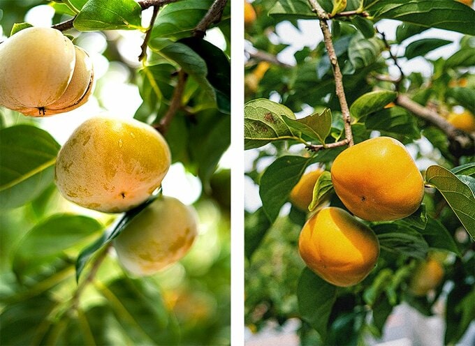 柿が実っている様子