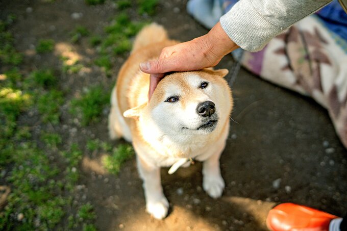 柔らかい表情の犬