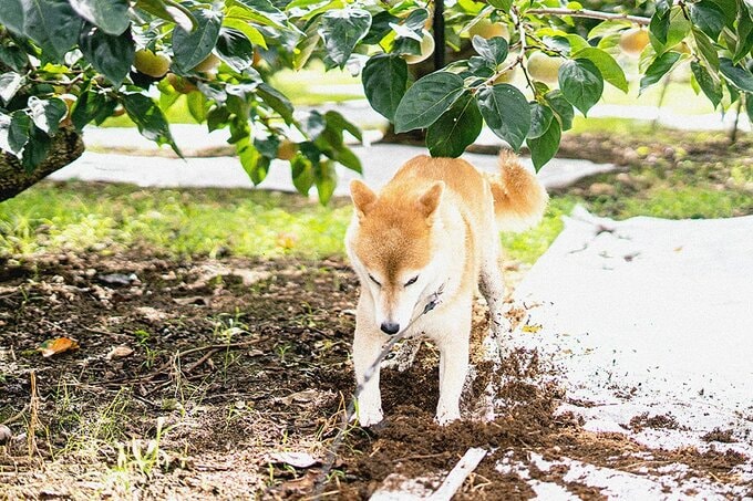土を掘る犬
