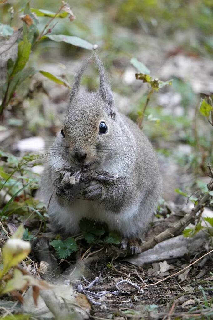 19年の顔 イノシシも リスやヤマネコ かわいすぎる動物たち Esseonline エッセ オンライン