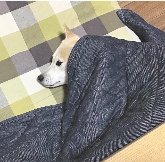 こたつに入った犬