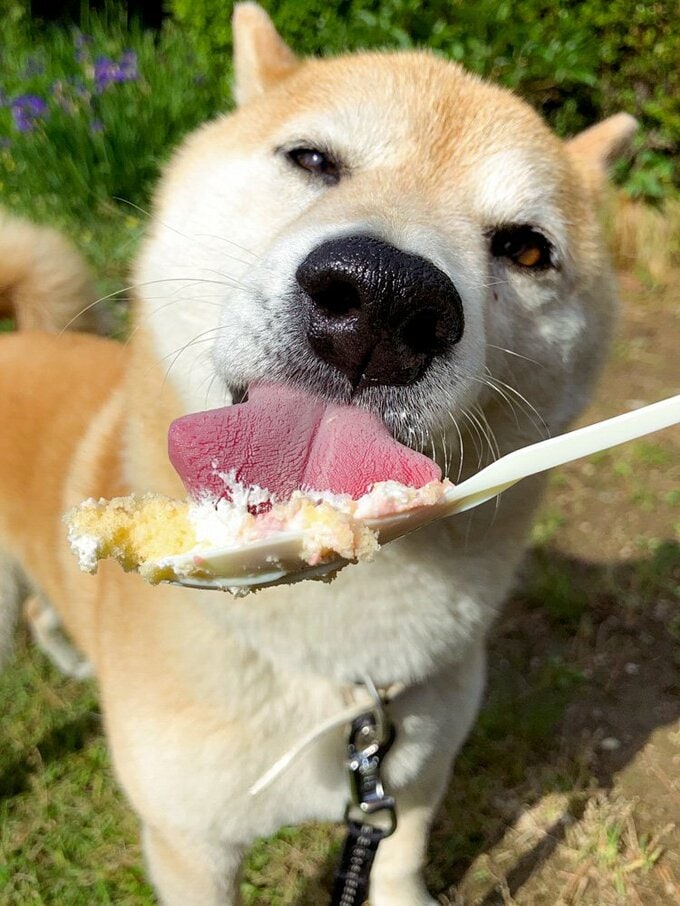 ケーキを食べる犬