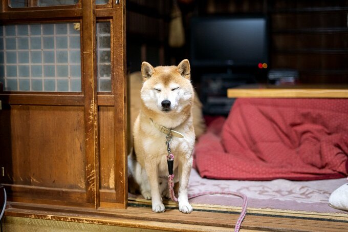 ドアの近く犬目を閉じる