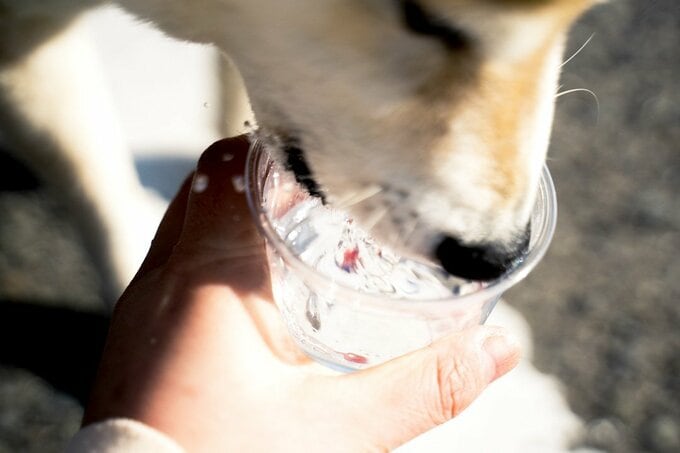 水を飲む犬