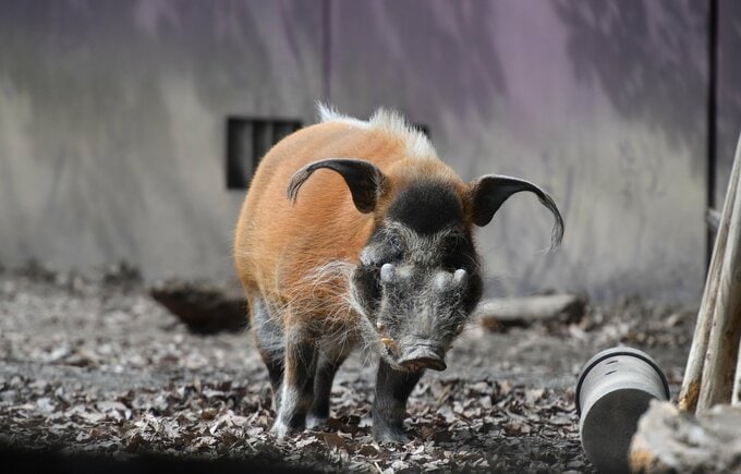 アカカワイノシシ