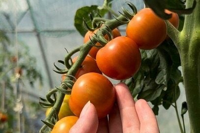 おいしいミニトマトの見極めは「ヘタ」に注目。農家の娘が教える選び方＆おつまみレシピ