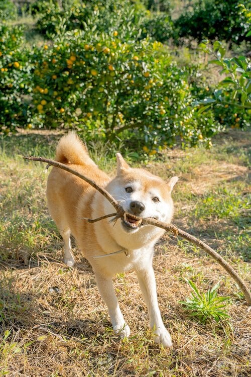 犬