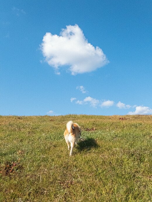 青い空の中の犬後ろから