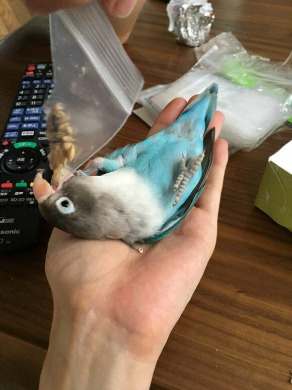 ニギコロインコ
