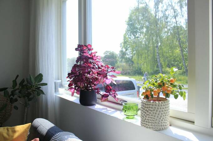 窓の近くにグリーンや花、雑貨を飾っている様子