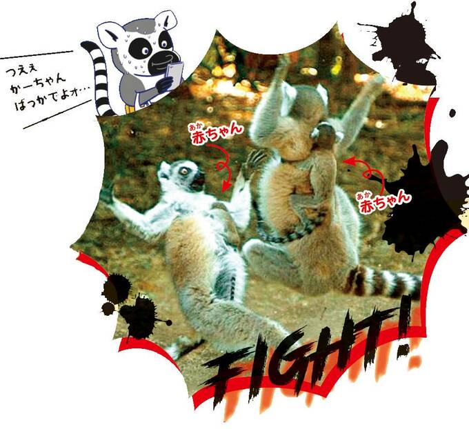 争うワオキツネザルのメス