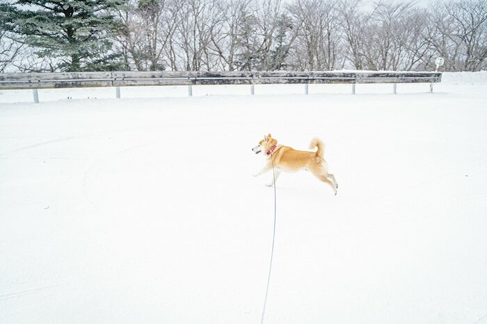 犬と冬のドライブへ。赤ちゃんだと思っていたのに、成長に驚かされて