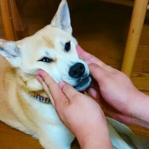 レア? ふうちゃんの変顔