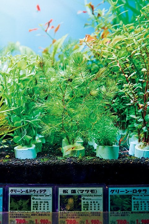 中央のマツモは日本生まれ。右のロタラの産地は東南アジア