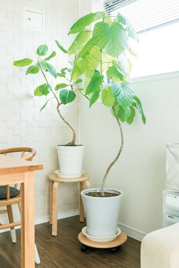 グリーンの植物