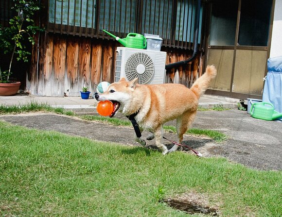 私からはオレンジのボールをプレゼント