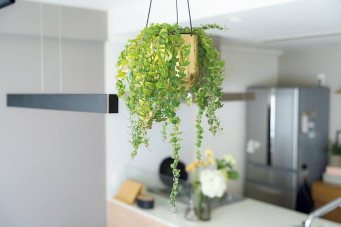 観葉植物が飾られている様子