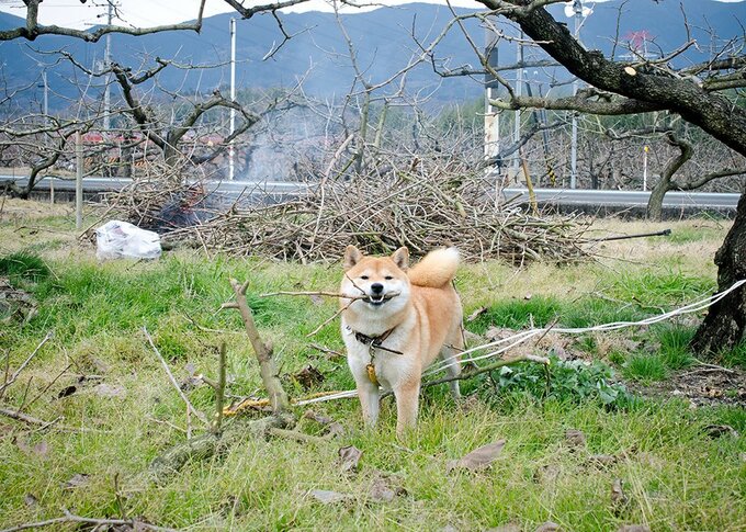 小ジャンプをして急かしてくる
