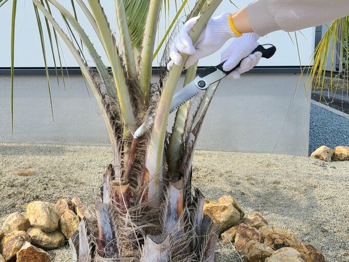 ココスヤシの剪定に苦労する