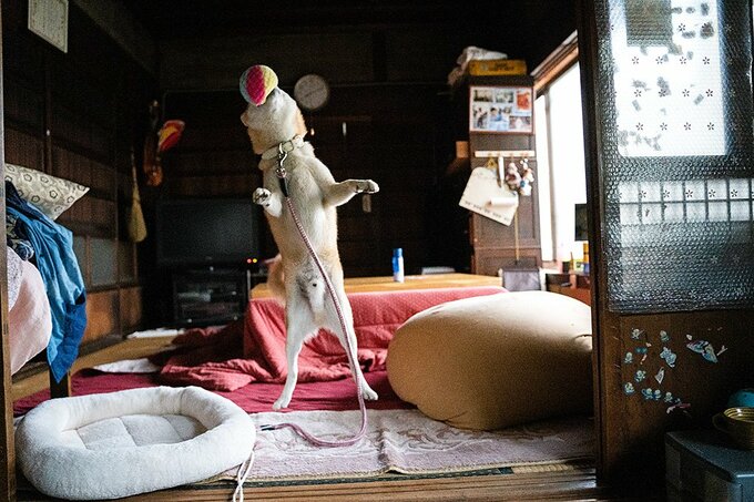 犬が遊んでいる様子