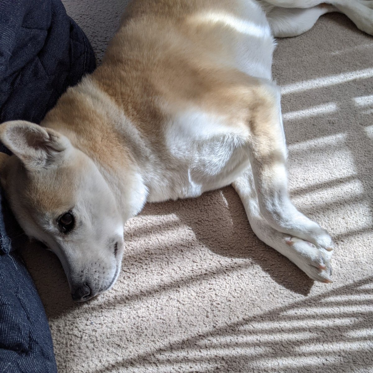 緊張感漂う犬の爪切り 病院でお願いしたら驚きの金額で Esseonline エッセ オンライン