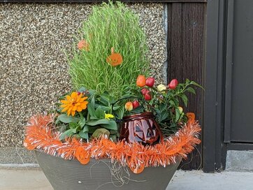 秋にぴったりの「寄せ植え」を玄関に。4苗だけ、予算1000円以内でこんなにはなやか