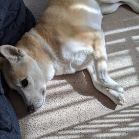 緊張感漂う犬の爪切り。病院でお願いしたら驚きの金額で…！？