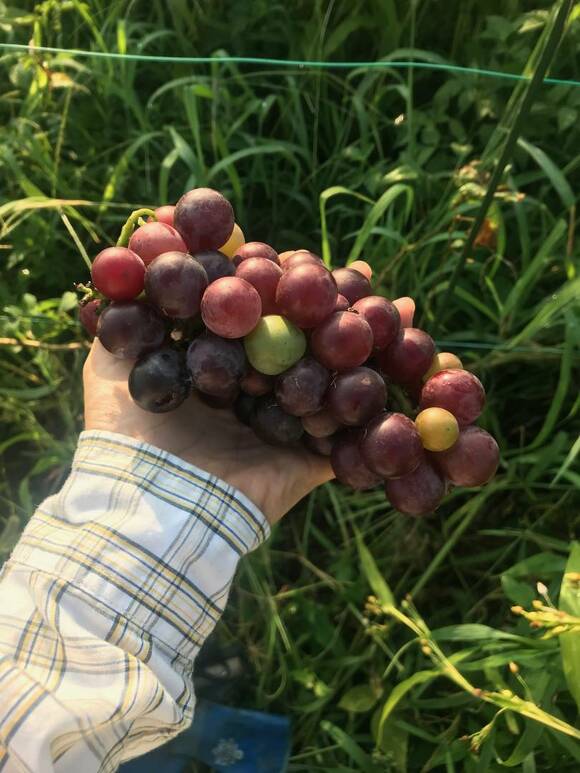収穫したブドウ
