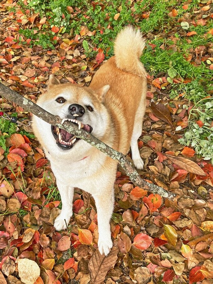 いい感じの棒をくわえる犬