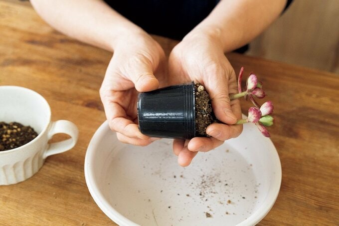 多肉植物のポットを動かす