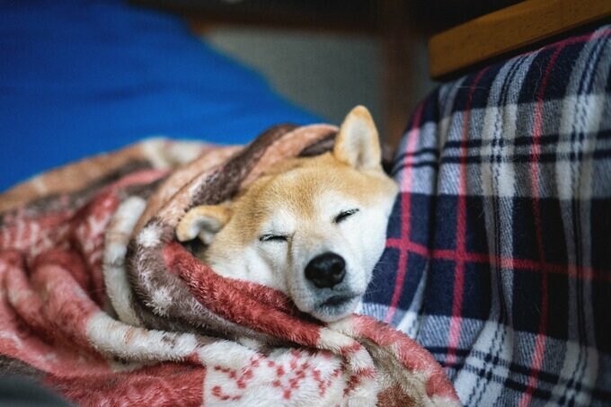 毛布にくるまれる犬