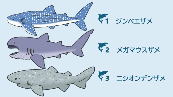 いちばん大きなサメは？