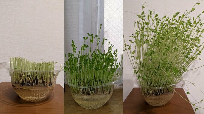 再生栽培中の豆苗