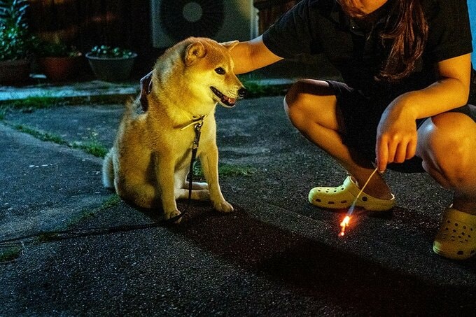 犬をなでている様子