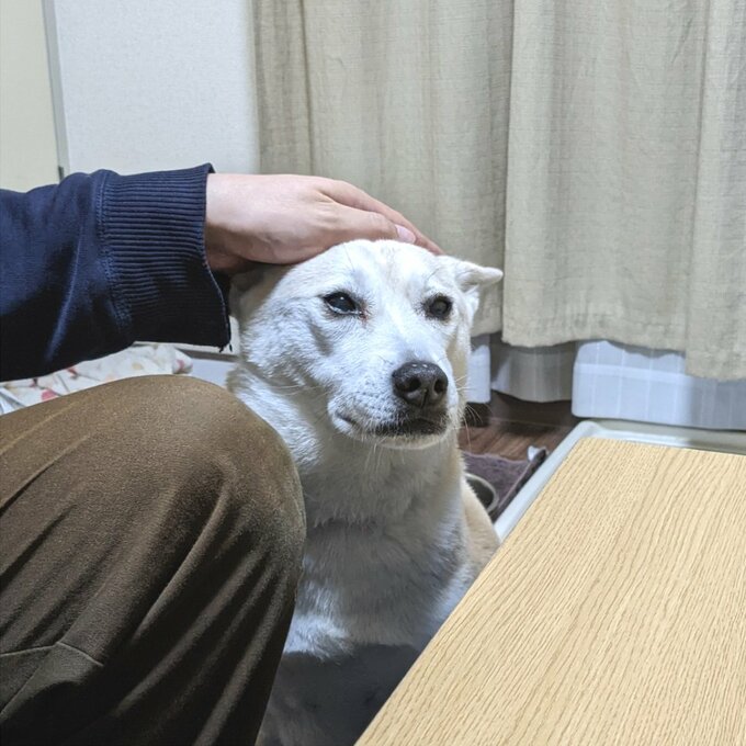 なでられる犬
