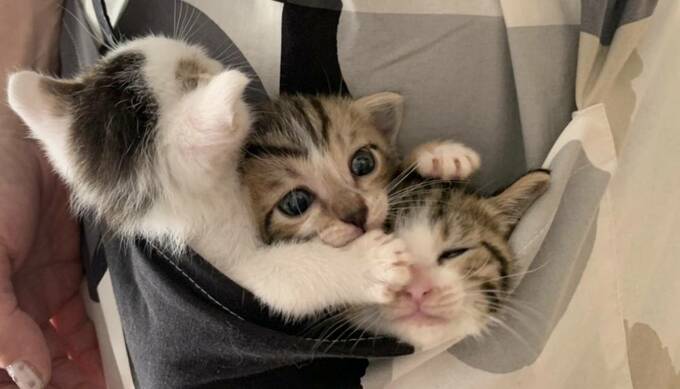 子猫3匹がくっついている様子