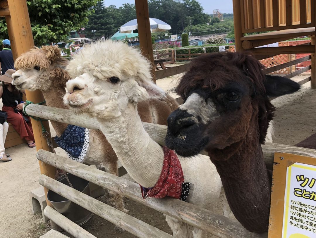 写真 1ページ目 子連れで花火を見るならアミューズメントパーク アルパカもモフモフできます Esseonline エッセ オンライン