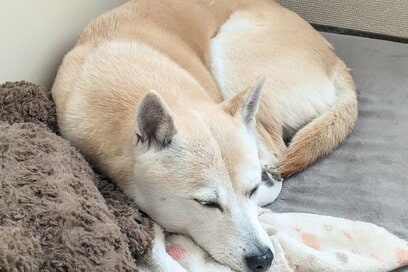 保護犬を引き取って8年。食事を「1日3回」に変更した思わぬ理由