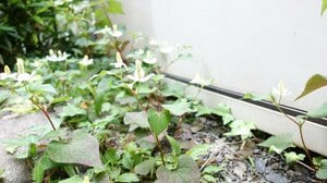 実家の庭で摘んだドクダミです