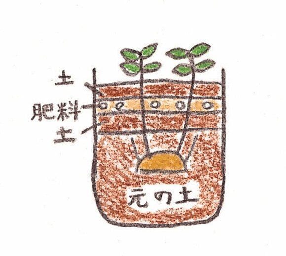 芽かき&追肥&増し土