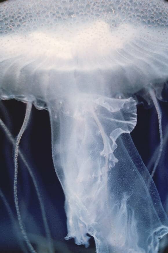 アマクサクラゲ