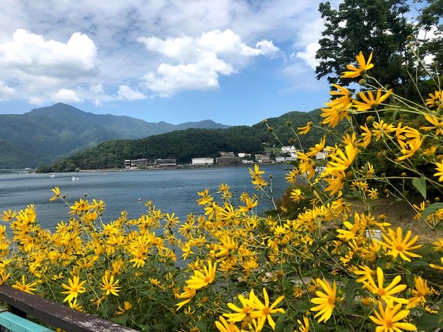 黄色のお花の景色